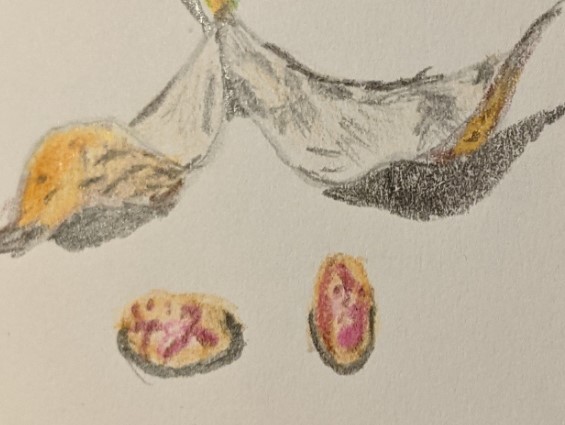 Coloured pencil drawing of a dried-up bean pod with two mottled beige and purple beans