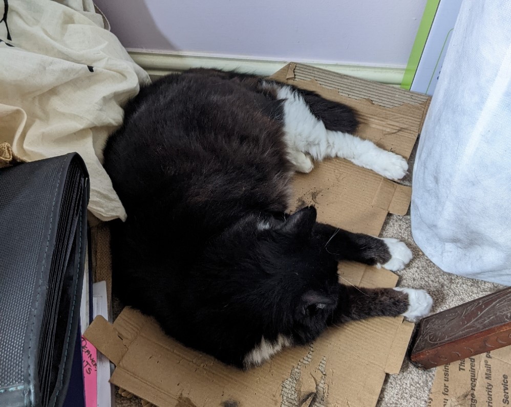 Fluffy black and white cat flopping on a piece of cardboard (which shows some evidence of her having attacked it with her claws); both forelegs and one hindleg stuck straight out in front of her