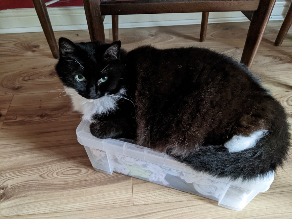 A fluffy black and white cat sits on a clear plastic box